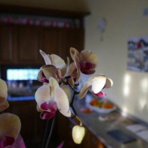 Lumix LX100