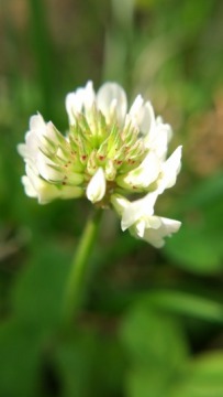 Macro