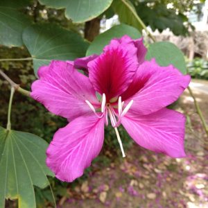 Redmi 5 Plus