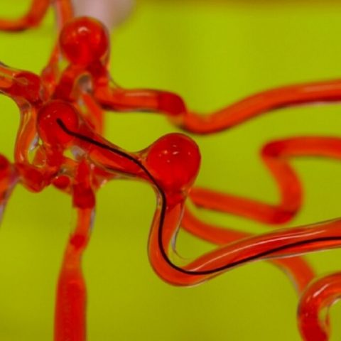 Impressionante scoperta: un verme robotico