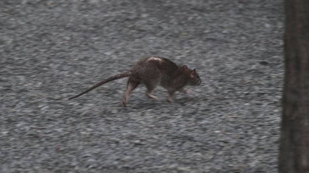 Coronavirus: ci sono più topi per le città