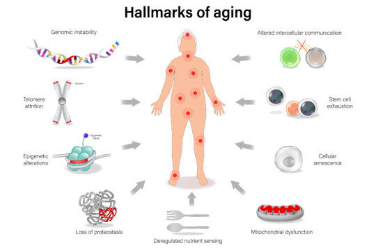 NAD+: Il Segreto della Longevità o Solo un Mito?