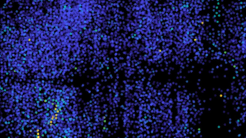 Immagine della microscopia ad alta velocità dell’attività neuronale nel cervello di un pesce zebra
